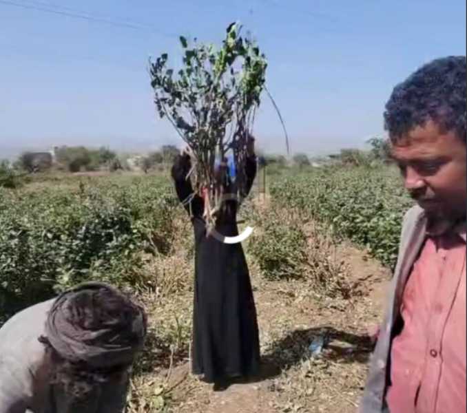 فيديو-موجع:-امرأة-يمنية-تحرق-خمارها-وتستغيث-بعدما-اعتدى-المشرف-الحوثي-على-أرضها-وبيتها-في-إب-”شاهد”