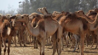 الضوابط العامة لإقامة مزادات الإبل المؤقتة