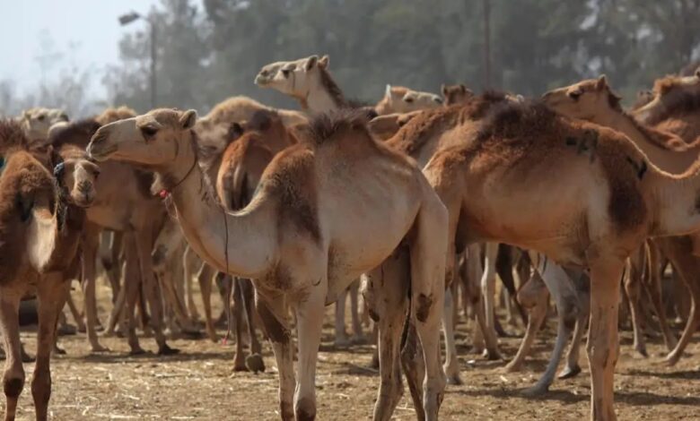 الضوابط العامة لإقامة مزادات الإبل المؤقتة