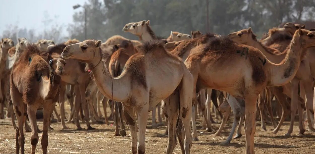 الضوابط العامة لإقامة مزادات الإبل المؤقتة