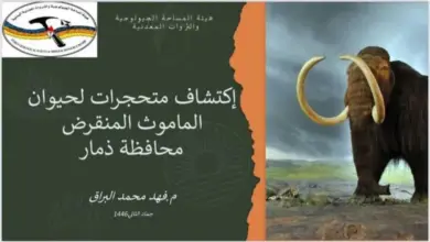 ”اليمن-تحتفظ-بسر-قديم:-أحافير-الماموث-تكشف-عن-ماضي-مجهول-في-ذمار”