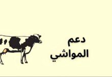 وزارة البيئة والمياه والزراعة تكشف عن موعد صرف دعم المواشي في السعودية لشهر نوفمبر 2024 وكيفية الاستعلام